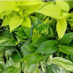 Assortment Pothos